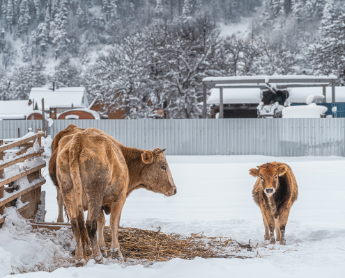 Kühe auf einem verschneiten Hof