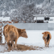 Kühe auf einem verschneiten Hof
