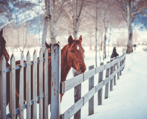 Pferde auf einem verschneiten Hof, hinter einem Holzzaun