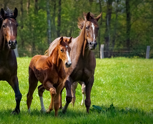 Zwei Pferde und ein Fohlen auf einer grünen Wiese