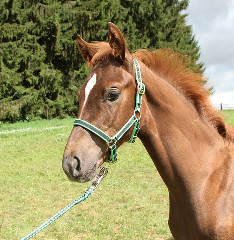 32260 Fohlenhalfter Exclusive, Halfter