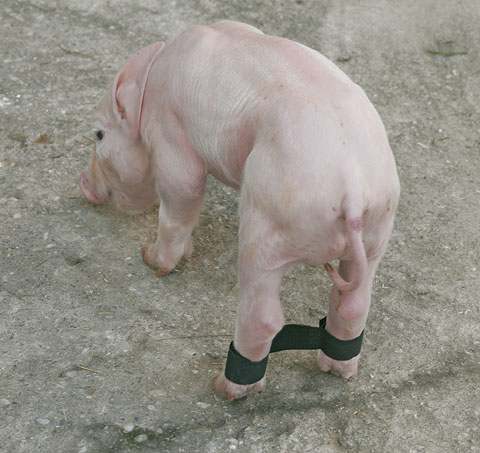 22891-1 Ferkelspreizbänder