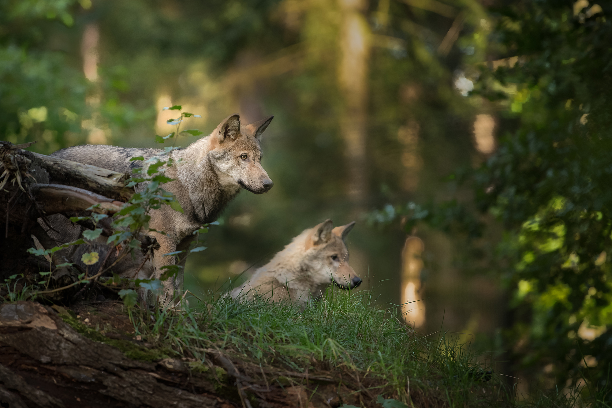 Küderle e. K.: Wolfssicherer Zaun zum Schutz von Weidetieren Zwei junge Wölfe im Wald