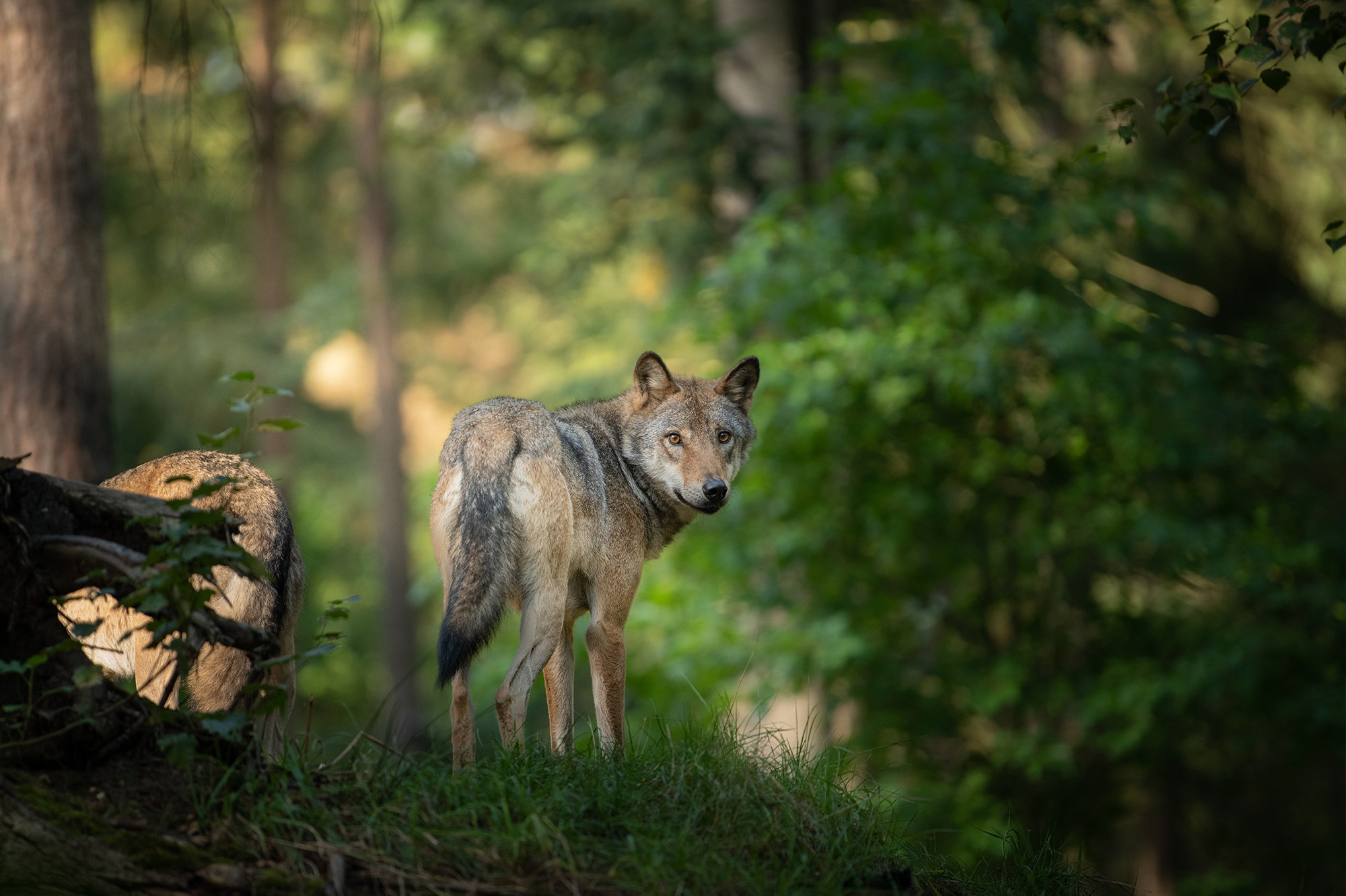 wolf-wald
