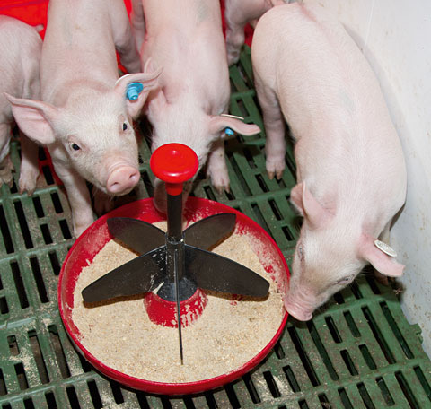 22888-1 Ferkelschale Mini-Piglet, Agrarbedarf, Schwein, Fütterung, Futterschalen