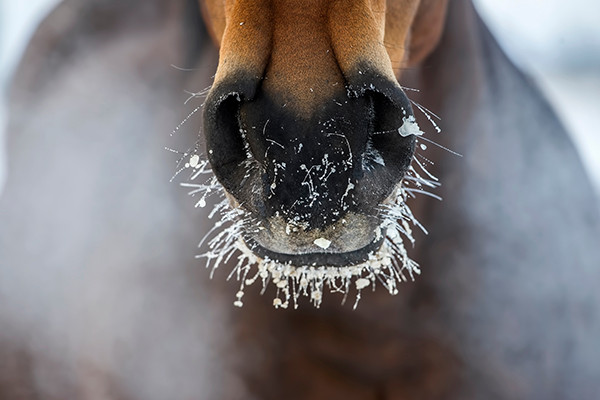 winter-pferd