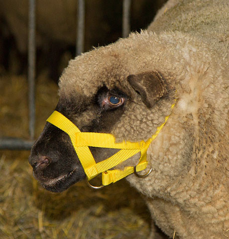 Kopfhalfter für Schafe und Böcke, Agrarbedarf, Schaf, Anbindung